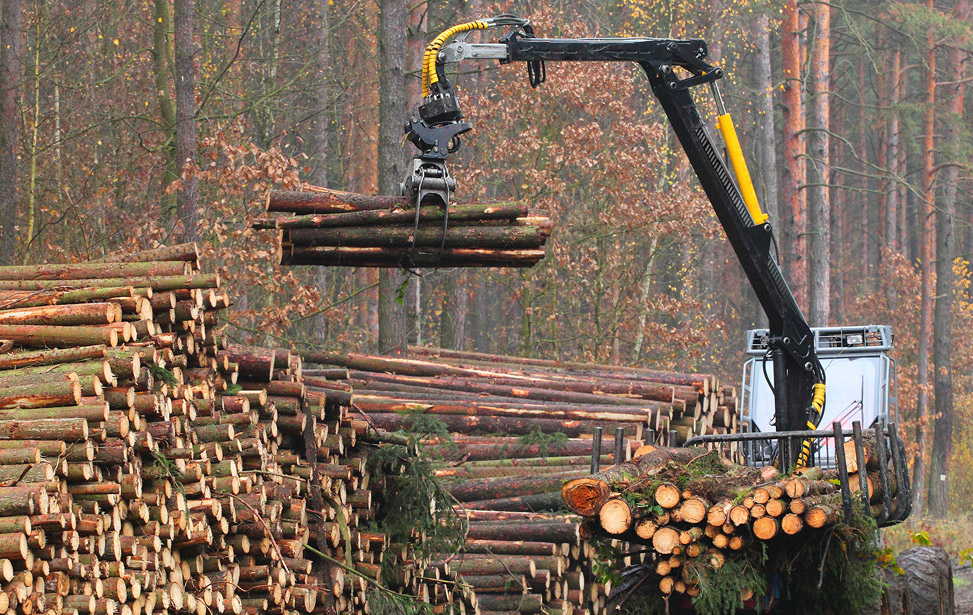 Guardian Forestry Category